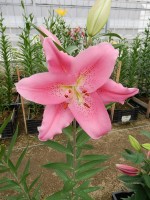 [5632 VH62 No02.JPG]